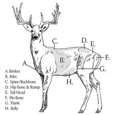 the anatomy of a deer, vintage line drawing or engraving illustration