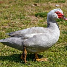 a white duck standing on top of a green grass covered field with a red beak