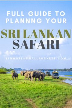 an image of elephants in the grass with text overlay that reads full guide to planning your sri lanka safari