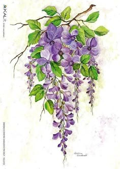 a painting of purple flowers hanging from a branch with green leaves and buds on it