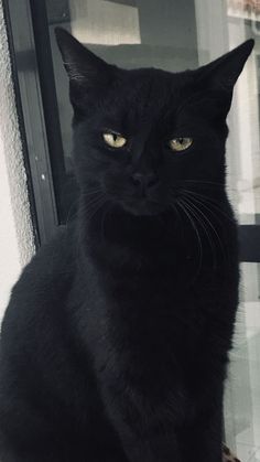 a black cat sitting on top of a window sill