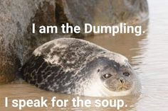 a seal laying on top of a body of water next to a large rock with the caption i am the dumping, i speak for the soup