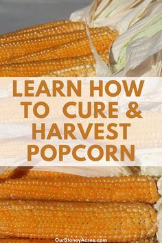 corn on the cob with text overlay that reads learn how to care and harvest