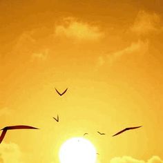 birds flying in the sky at sunset