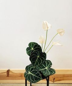 Japanese Floral Design, Unique Flower Arrangements, Ikebana Arrangements, Green Bouquet, Ikebana Flower Arrangement, Arrangement Ideas, Flower Arrangements Simple, Modern Flower Arrangements, Special Flowers