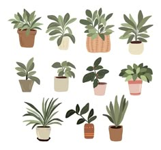 potted plants in different shapes and sizes