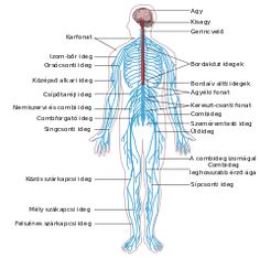 the human nervous system labeled in blue with all its major branches and peripherals highlighted