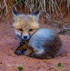 a small fox sitting on the ground with it's front paws in its mouth