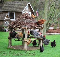 chickens and roosters are gathered around a chicken house made out of sticks, branches and twigs