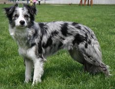 a black and white dog standing on top of a lush green field