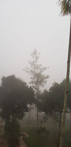 foggy trees and walkway in the middle of a park