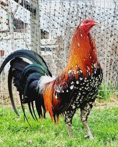 a rooster standing in the grass next to a fence