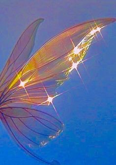 a close up view of an insect's wing with stars in the sky behind it