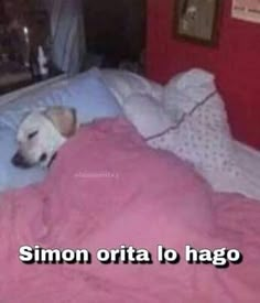 a white dog laying on top of a bed covered in pink sheets and blankets with the caption simon orita lo hago