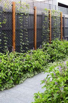 an outdoor garden with many plants growing along the fence