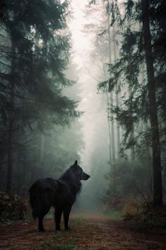 a black dog standing in the middle of a forest on a foggy day with trees