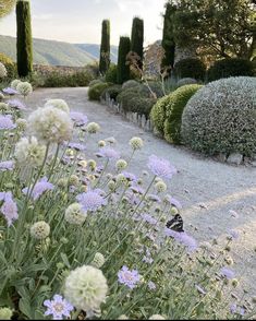 an image of a garden setting with flowers in the foreground