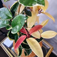 a potted plant with red and yellow leaves