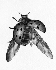 a black and white drawing of a lady bug with spots on it's wings