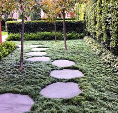 a garden with stepping stones in the grass