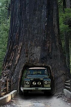 an old truck is parked in front of a large tree