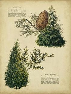 three different types of pine trees