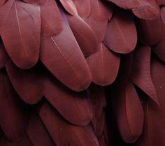 the back side of a large bird's feathers