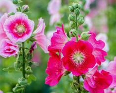 Tall Perennial Flowers, Cheap Planters, Hollyhock Seeds, Cheap Landscaping, Hollyhocks Flowers, Small Yards, English Cottage Garden, Des Roses, Cold Frame