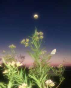 some white flowers and a moon in the sky