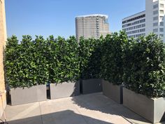 two planters on the roof of a building with tall buildings in the back ground