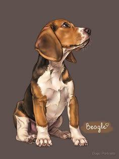 a brown and white dog sitting on top of a gray background with the words beagles written below it