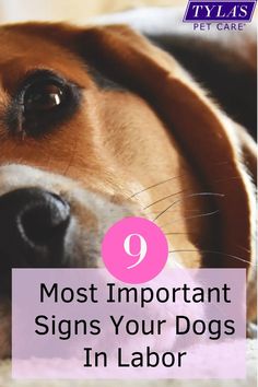 a dog laying on the floor with its head resting on it's paws and text that reads, 9 most important signs your dogs in labor