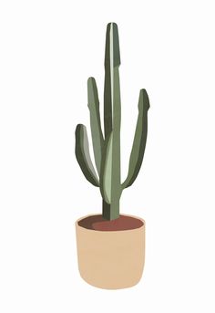 a cactus in a pot on a white background