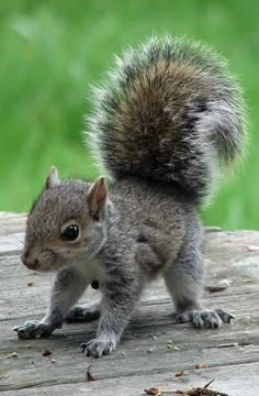 a squirrel standing on top of a wooden table