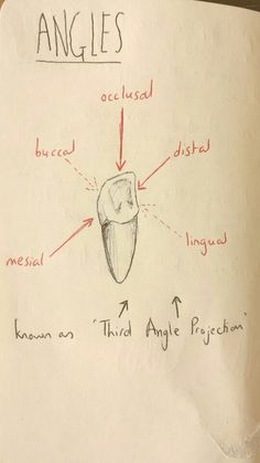 Dental Notes Aesthetic, Dental Student Aesthetic Notes, Dental Anatomy Notes, Dental Student Notes, Dentistry Notes, Dentist Notes, Dental Materials Notes