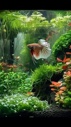 an aquarium filled with lots of green plants and fish swimming in it's water