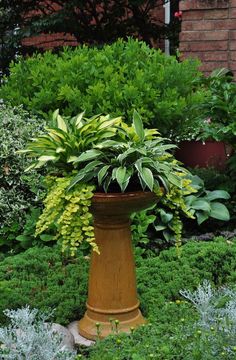 a potted plant in the middle of a garden