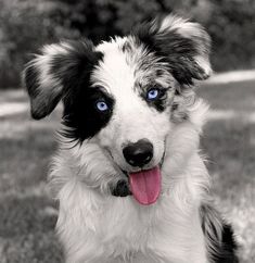 a black and white dog with blue eyes sitting in the grass