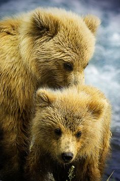 two brown bears standing next to each other