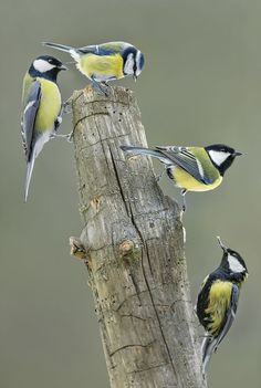 four birds perched on top of a wooden post next to each other, one yellow and the other black