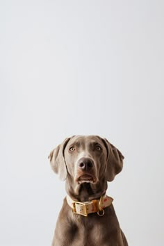 a brown dog sitting on top of a white floor