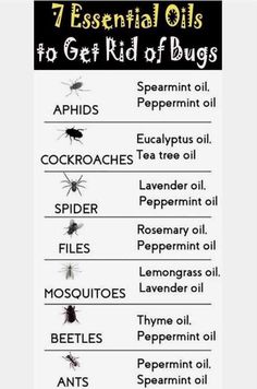 Pepermint Oil, Cheezburger Funny, Thyme Oil, Essential Oils For Kids, Lemongrass Oil, Bug Bites, Young Living Oils