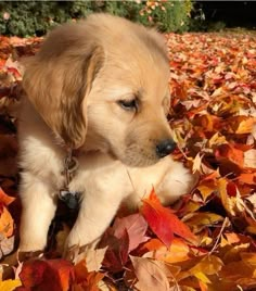 a puppy is laying in the leaves with its head on his paw