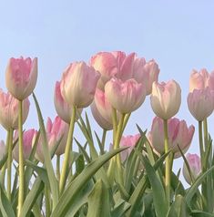 pink tulips are blooming in the sun on a sunny day with blue skies