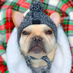 a small dog wearing a hat and scarf on top of a plaid cloth covered blanket