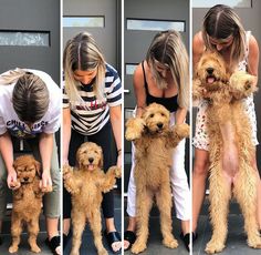 four pictures of three different dogs being held by two women and one dog is standing on its hind legs