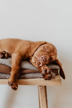 a brown dog laying on top of a wooden table