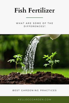 a watering hose is pouring water into a small green plant with the words, fish fertilizer what are some of the differences?