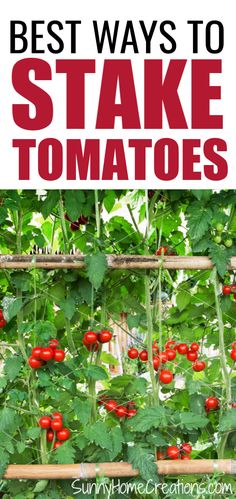 the best ways to stake tomatoes