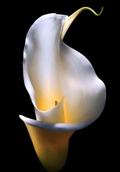 a large white flower on a black background